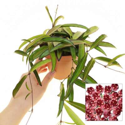 Hoya wayetii